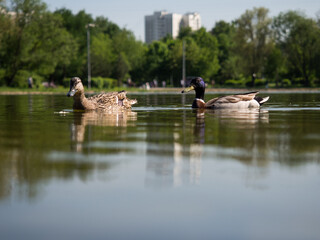 Fototapeta na wymiar Ducks swim across the surface of the pond