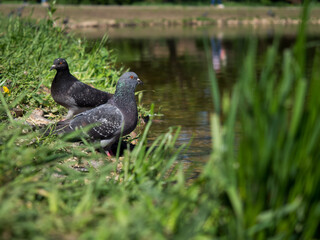 Pigeons in sunny weather in the city