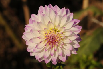 Dahlia  is a genus of bushy, tuberous, herbaceous perennial plants native to Mexico. 