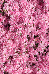 Japanische Azalee (Rhododendron japonicum) als Hintergrund