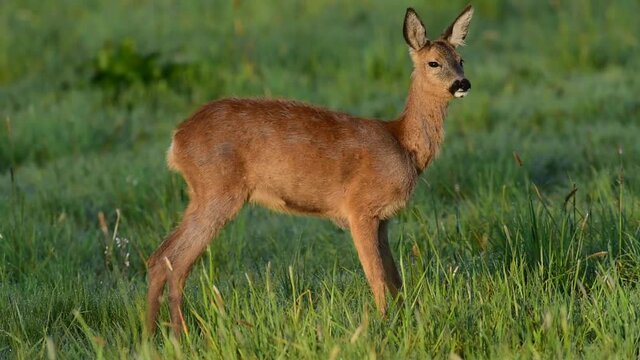 Reh auf Fr&uuml;hlings Wiese, Mai