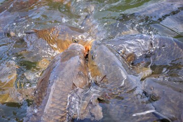 Carp fish feeding in water