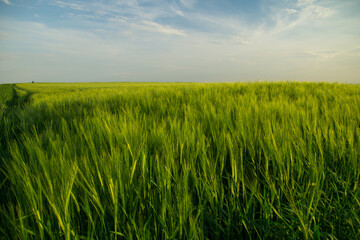 Green fields of grain at springtime with cloudy sky