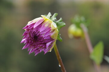 Dahlia  is a genus of bushy, tuberous, herbaceous perennial plants native to Mexico. 