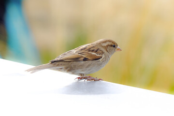 A Sparrow, New Zealand
