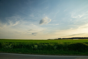 Green fields of grain at springtime with dark blue sky and some clouds at dawn