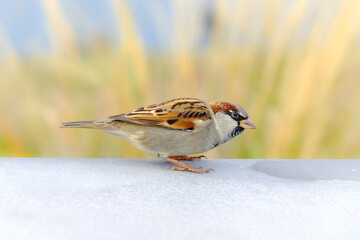 A Sparrow, New Zealand