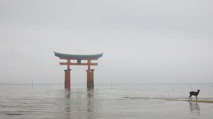 Floating Torii and Gazelle