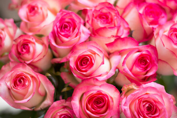 Roses, lit by the sun, view from above, bokeh