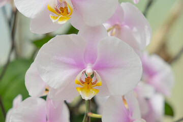 Naklejka na ściany i meble Orchids in the garden