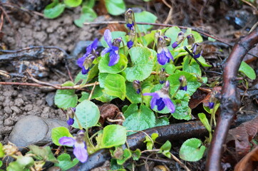 Forest violet with purple flowers and green leaves on a clearing in the forest