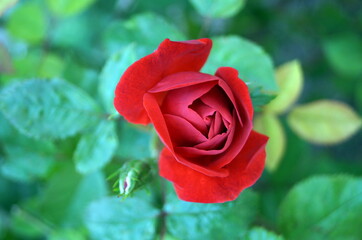 Rose branch with red flower and green leaves