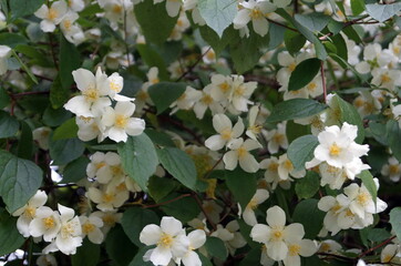 Jasmine bush with white flowers and green leaves in the garden