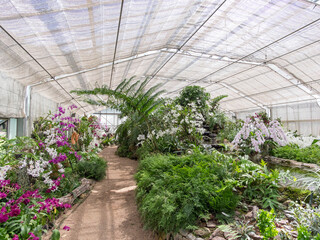 Orchid House in QUEEN SIRIKIT BOTANIC GARDEN, Chiangmai, Thailand