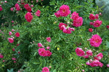 Fototapeta na wymiar Rose bush with blossoming flowers with pink petals and green leaves on a summer sunny day