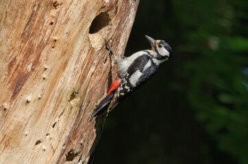 Buntspecht (Dendrocopos Major)