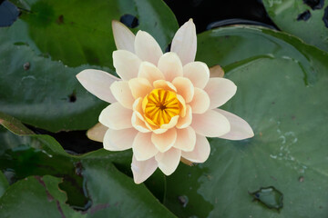 Close up of Lotus flowers in the pool