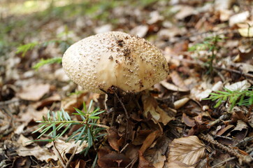 Mushroom Amanita rubescens with a gray hat and white dots grows in the forest in the grass and leaves