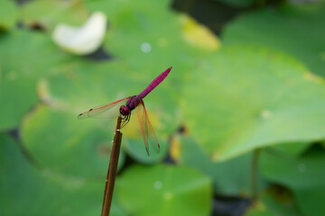 Dragonfly on the lotus pond