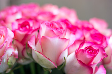 Roses, lit by the sun, bokeh