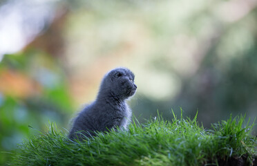 Scottish folded smoky little kitten on the lawn
