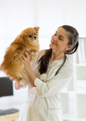the vet holds the dog breeds Spitz