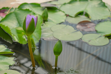 Close up of Lotus flower bud in the pool