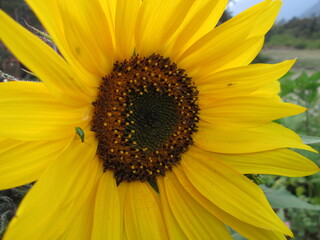 Girasol con insecto