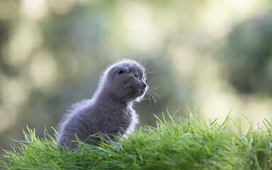 Scottish folded smoky little kitten on the lawn
