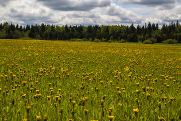 Fototapeta premium A huge field of dandelions.