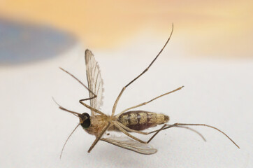 mosquito dead on table.