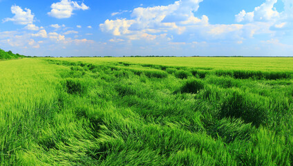 green wheat field and clouds