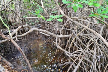 Mangroves. Brazil