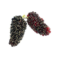 fresh organic mulberry