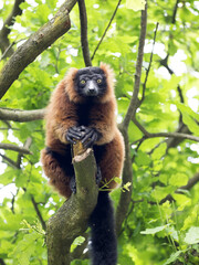 Red ruffed lemur, Varecia rubra, feed the buds of a tree