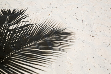 Palmen werfen Schatten auf den glatten goldenen Sand eines abgelegenen tropischen Inselstrandes in der Dominikanischen Republik