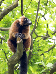Red ruffed lemur, Varecia rubra, feed the buds of a tree
