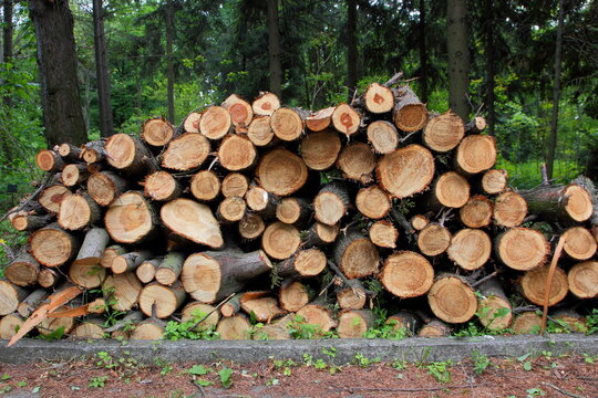 Cutted trees for firewood