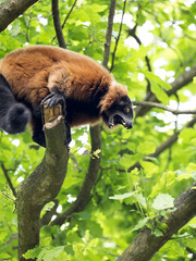 Red ruffed lemur, Varecia rubra, feed the buds of a tree