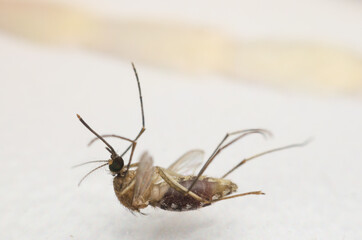 mosquito dead on table.