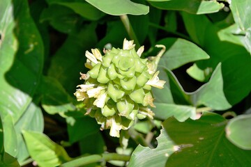 Obraz premium Tropical plant. Brazil