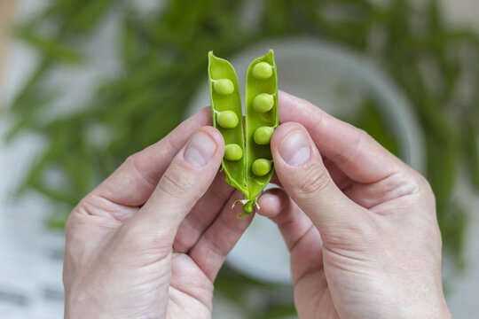Hands holding an open green pea pod