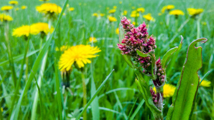 Obraz premium Spring Grass