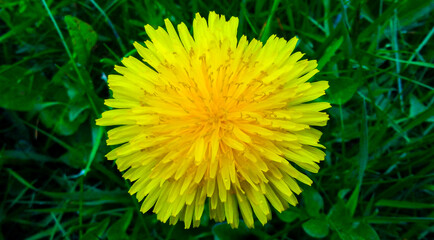 Dandelion Burst