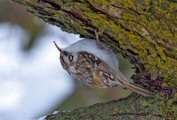 Eurasian treecreeper sitting on a tree bark