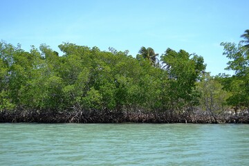 Of the mangroves. Brazil