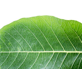 Fresh green leaf texture isolated on white background with clipping path