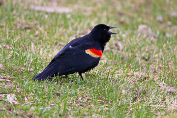 A red winged blackbird calling on the grass
