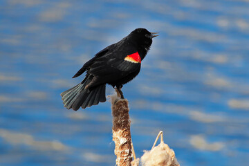 Red winged blackbird sitting on a dried cattail with a blue background