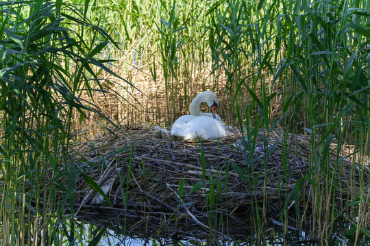 Br&uuml;tender Schwan, Schwanennest, M&auml;rkisch oder Land, Kleiner Stienitzsee, Bundesland Brandenburg